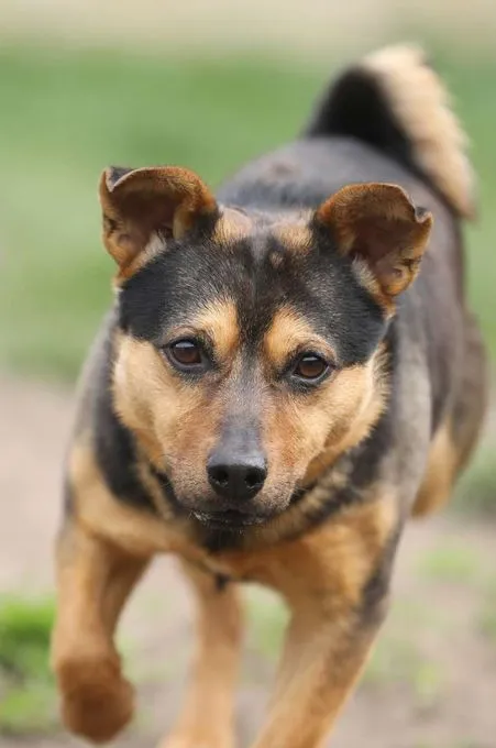 Hund aus Tierheim, Knolle | Terrier Mix Männlich