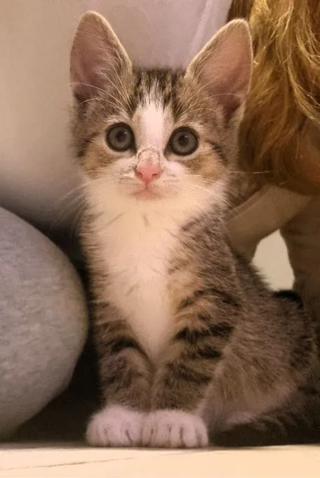 Feli - ekh zur Adoption