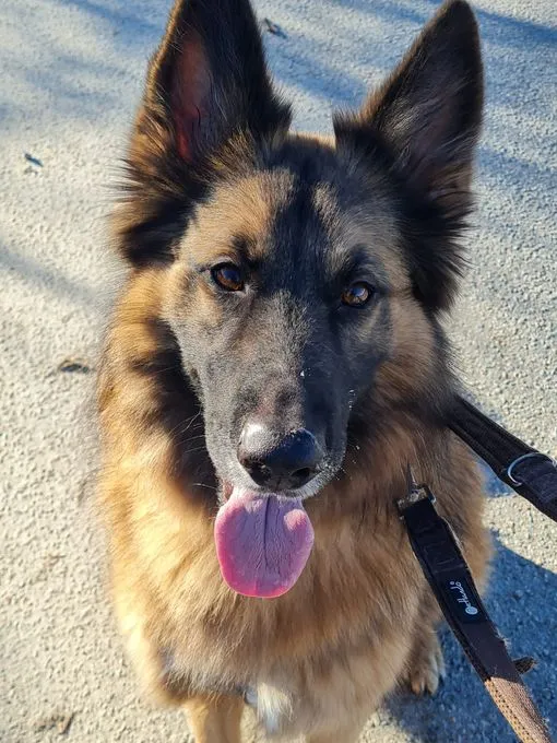 Hund aus Tierheim, Jamie | Braun Schäfer Aussie Mix Männlich