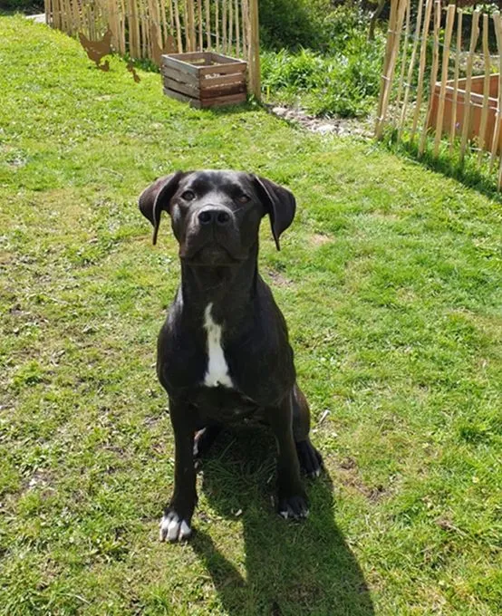 Dog from shelter, Thea | Schwarz Weiße Flecken Cane Corso Female