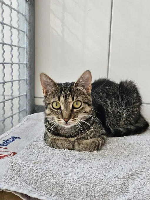 Katze aus Tierheim, Carrie Und Charlotte | Schwarz Getigert Ekh Weiblich