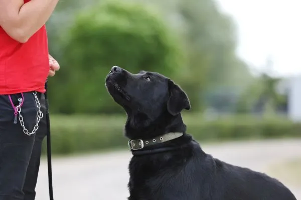 Dog from shelter, Bimbam | Labrador Mix Male