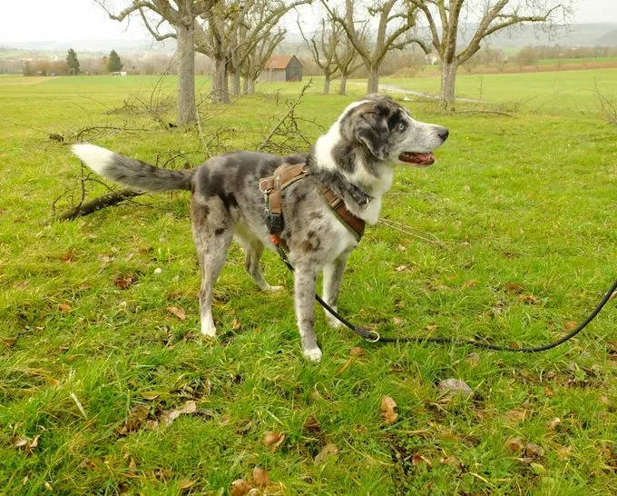 Dog from shelter, Tayo | Tricolor Australian Shepherd Mix Male