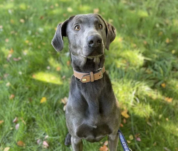 Dog from shelter, Marlo | Weimaraner Mix Male