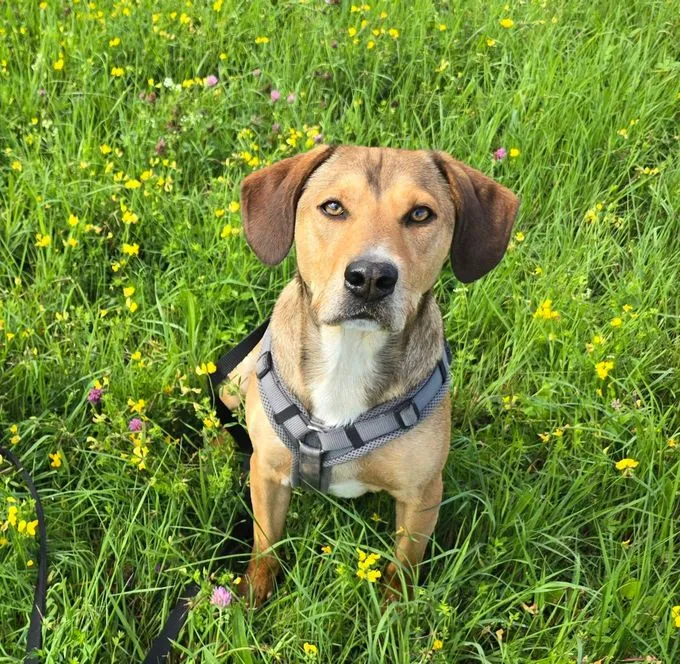 Fred möchte raus und lernen! - Mischling zur Adoption