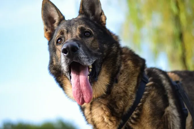 Hund aus Tierheim, Einstein | Braun Schwarz Deutscher Schäferhund Männlich
