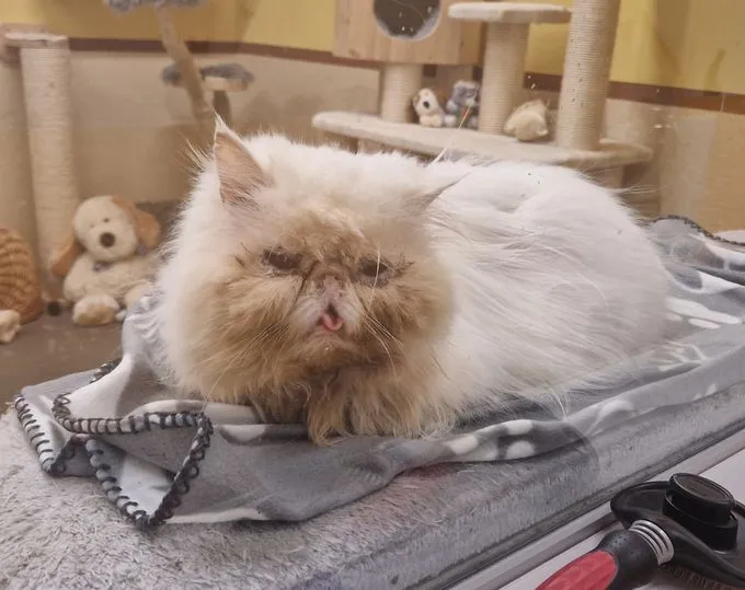 Cat from shelter, Whity | Weiß Perser Male