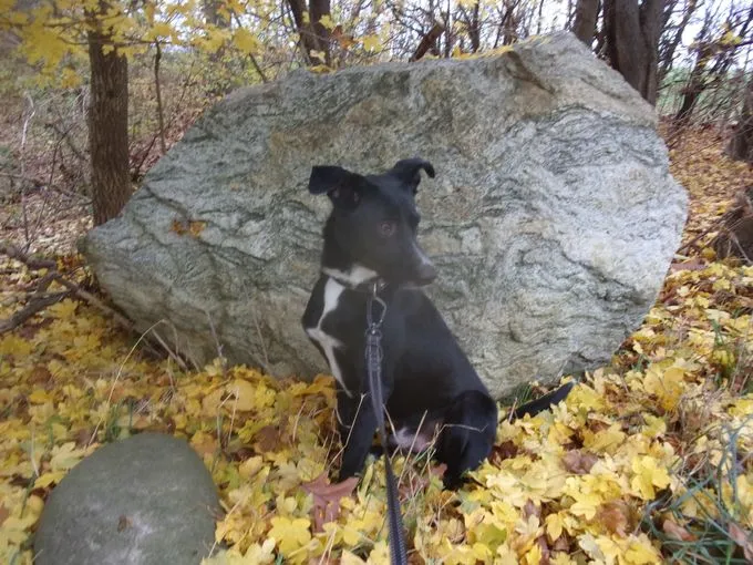 Hund aus Tierheim, Mio | Schwarz Labrador Bordercollie Schäferhund Mix Männlich