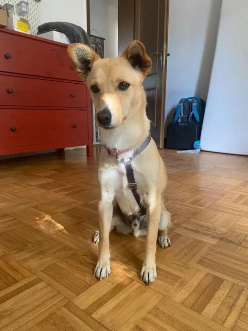 Oliver - mischling zur Adoption