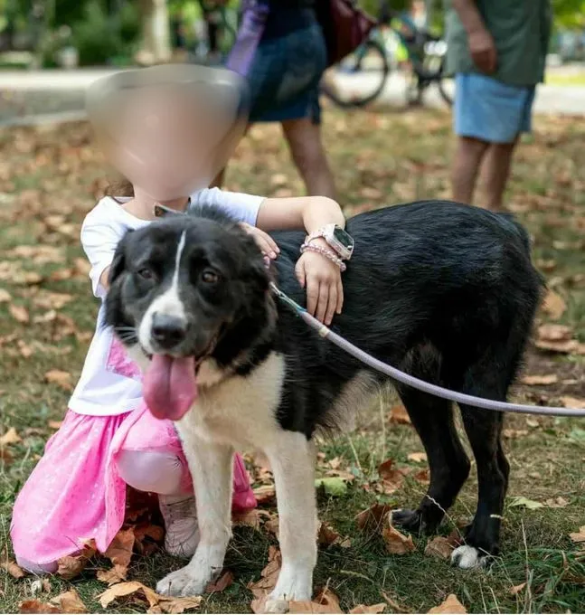 Jessie - border-collie-mix zur Adoption