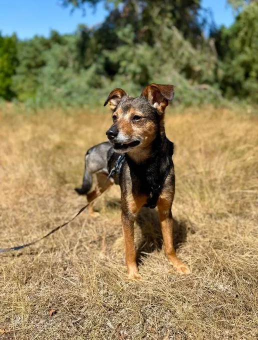 Laki - mischling zur Adoption