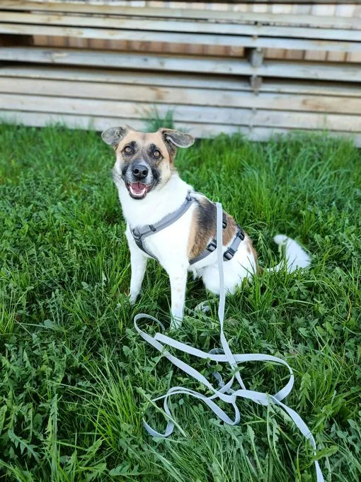 Tara - mischling zur Adoption