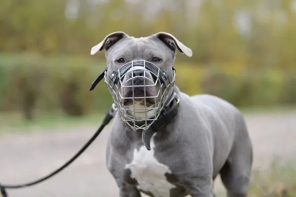 Dog from shelter, Cookie | Staffordshire Mix Female