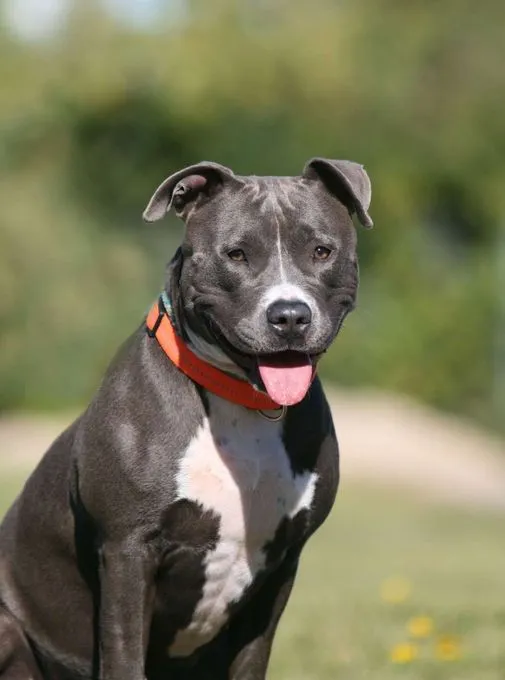 Hund aus Tierheim, Frauke | Staffordshire Terrier Mix Weiblich