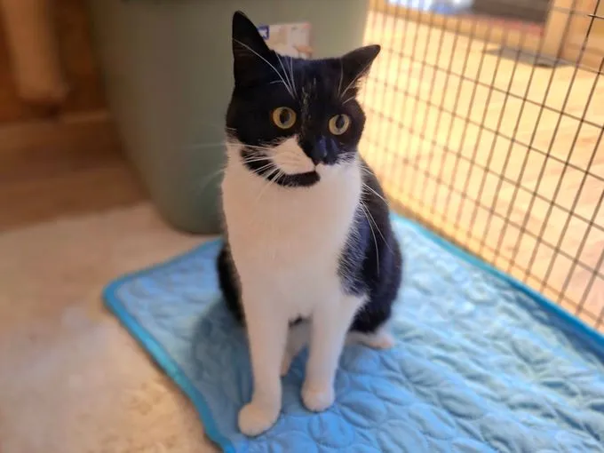 Emmy - ekh zur Adoption