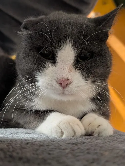 Cat from shelter, Rüdiger | Grau Weiß E Kh Male