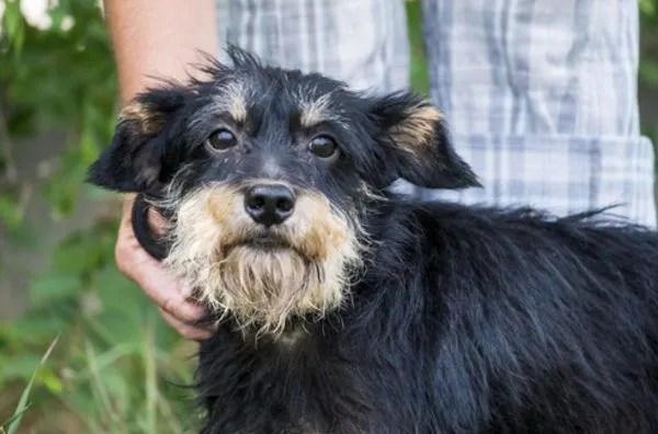 Rexi - Zwergschnauzer-Mix zur Adoption