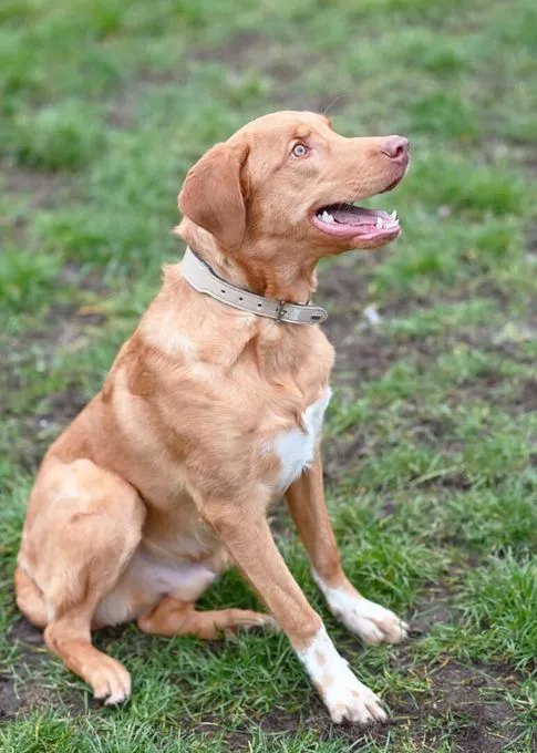Dog from shelter, Happy | Labrador Mix Male