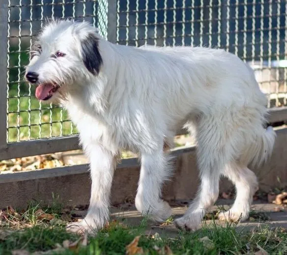 Dog from shelter, Denise | Weiß Schwarz Mischling Female