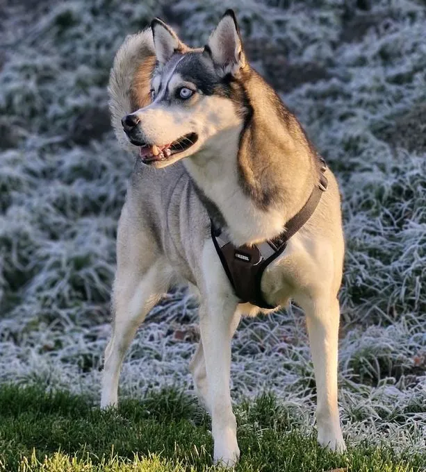 Husko - husky-mix zur Adoption