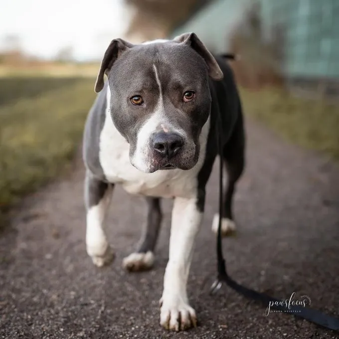 Dog from shelter, Django | Blau Weiß Staffordshire Mix Male