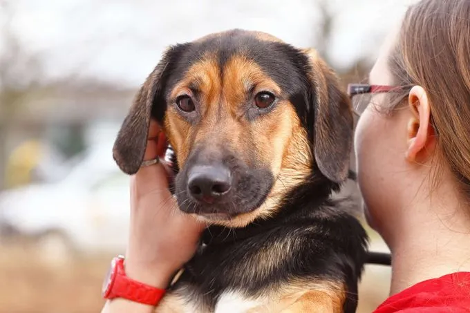 Dog from shelter, Dackel Mischlinge | Dackel Mischlinge