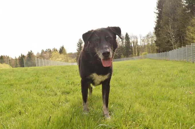 Hund aus Tierheim, Dobby | Schwarz Husky Schäferhund Mischling Männlich