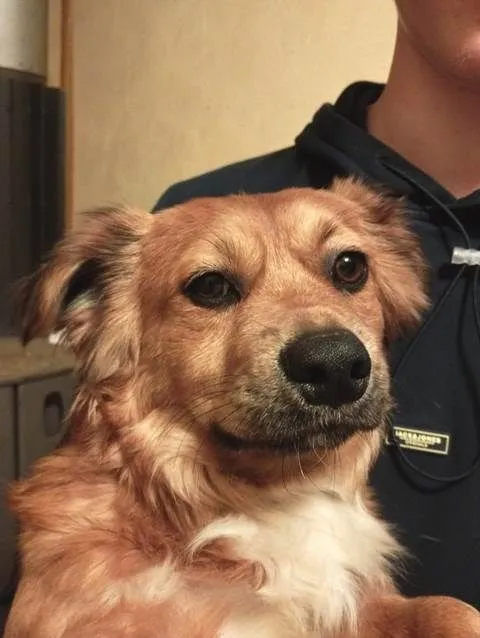 Dog from shelter, Acani | Braun Mischling Male