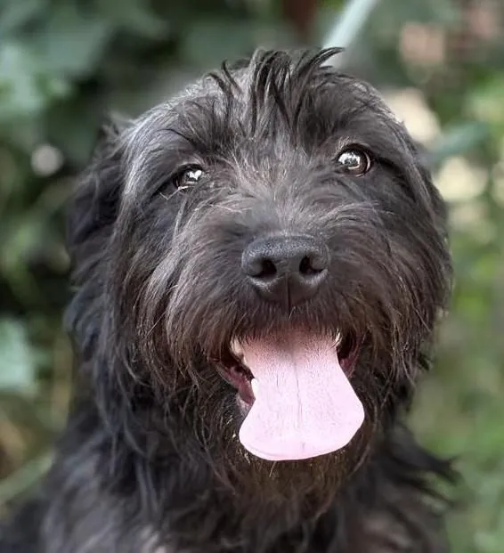 Sobor - schnauzer-mix zur Adoption
