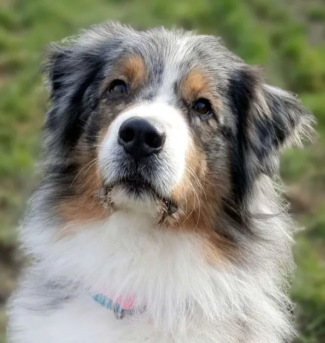 Dog from shelter, Torben | Australian Shepherd Male