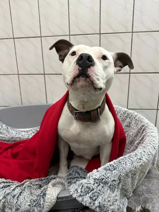 Dog from shelter, Rava | Braun Weiss American Staffordshire Female