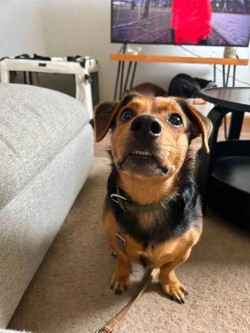 Aiko - mischling zur Adoption