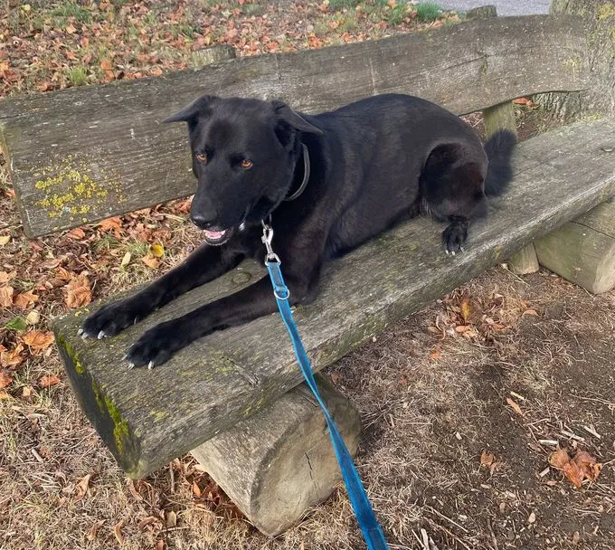 Dog from shelter, Buddy | Schäferhund Mix Male