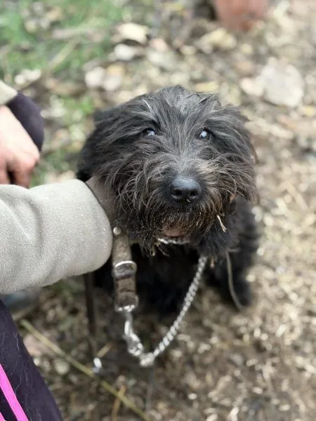 Zuriel - Schnauzer-Mix zur Adoption