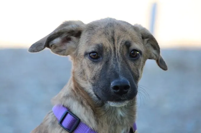 Pixie - Mischling  zur Adoption