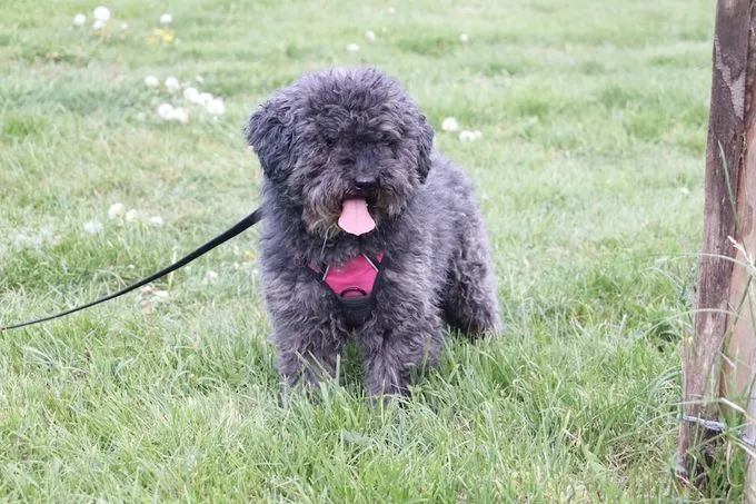 Opa Samba - mischling zur Adoption