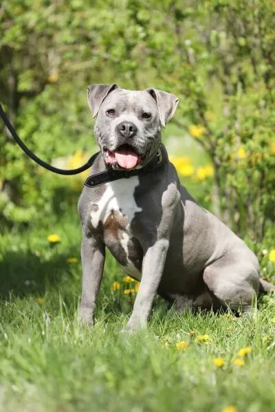 Dog from shelter, Blue | Staffordshire Mix Male