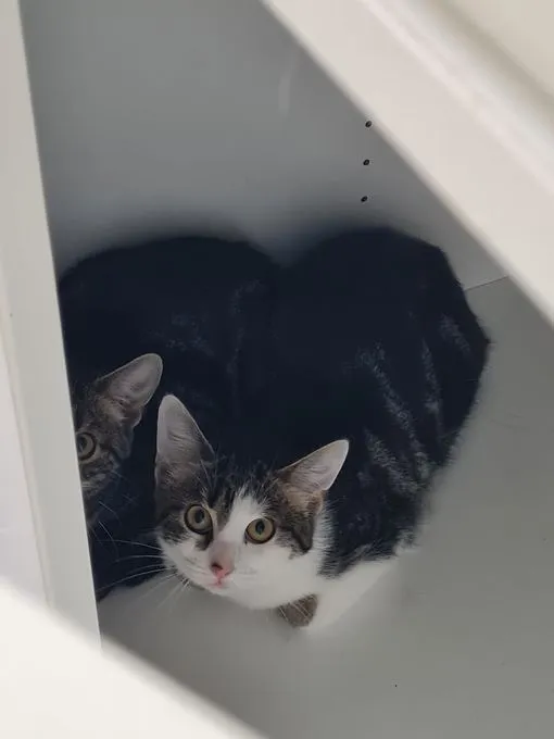 Joker - EKH zur Adoption