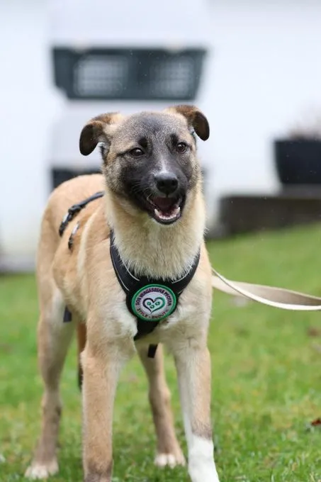 Adnina - Mix zur Adoption