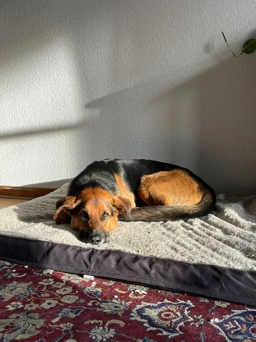 Dog from shelter, Vermittlungshilfe Mailo | Mailo Male