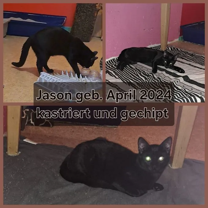 Cat from shelter, Jason | Schwarz Europäisch Kurzhaar Male