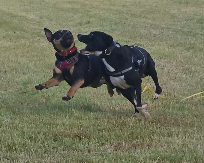 Dog from shelter, Rambo | American Staffordshire Terrier Mix Male