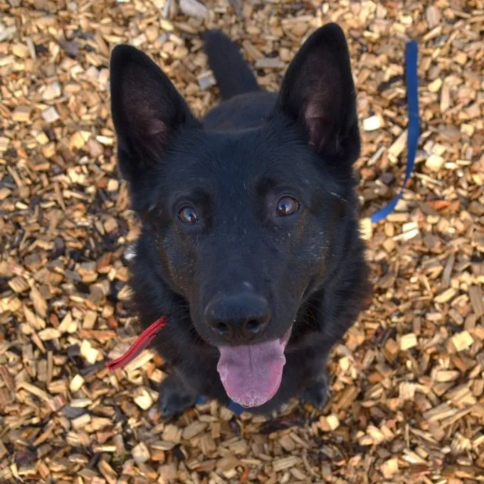 Eddy - deutscher-schaeferhund zur Adoption