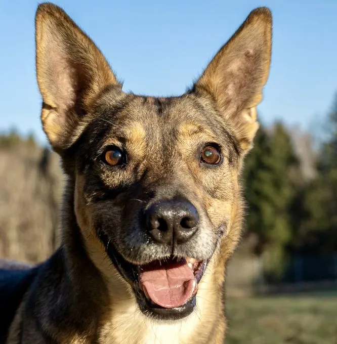 Miron - mischling zur Adoption