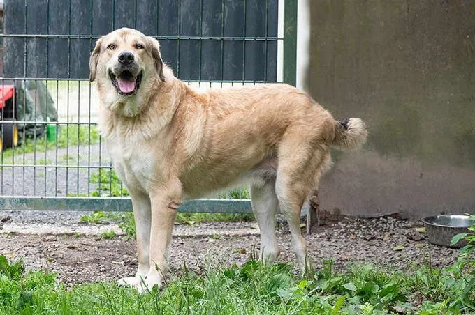 Dog from shelter, Aldrin | Blond Herdenschutzhund Mix Male