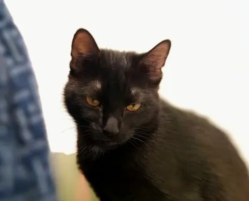 Katze aus Tierheim, Trixie | Weiblich
