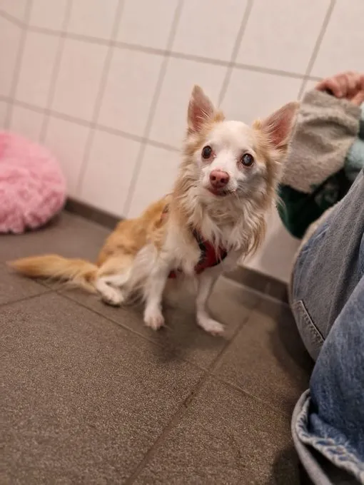 Hund aus Tierheim, Grumpy | Hellbraun Beige Langhaar Chihuahua Männlich
