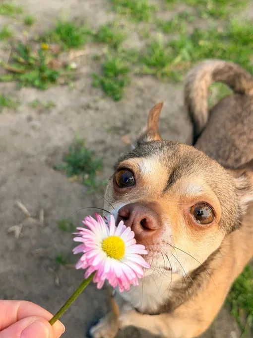 Petrie - chihuahua zur Adoption