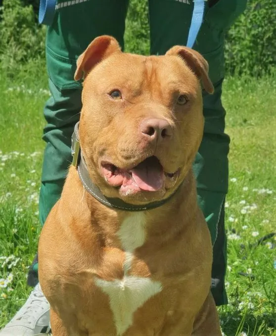 Dog from shelter, Ted | Staffordshire Mix Male