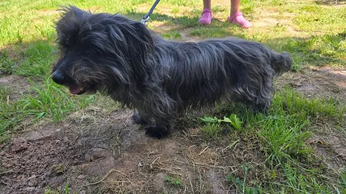 Dog from shelter, Lenny | Schwarz Mischling Male